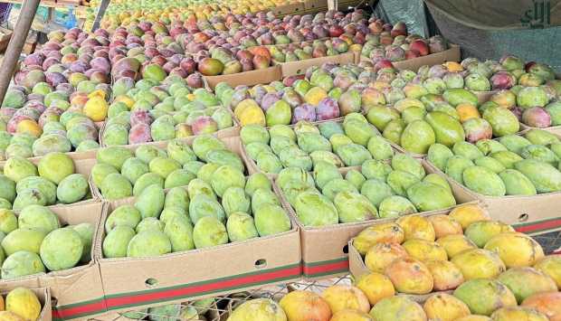 «تغير المناخ»: موسم المانجو يتأخر أسبوعين بسبب اضطراب الطقس