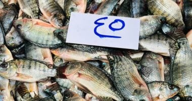 سمك الخنينى يكتسح الأسواق بالإسكندرية.. سعر الكيلو 60 جنيها.. عشاق البلطى يطلقون عليه "الذهب الأصفر" بسبب ندرته.. والباعة: يبدأ فى الربيع والبيع بالحجز لكثرة الإقبال.. والمواطنون: ننتظره من السنة للسن