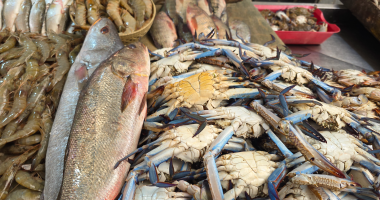 استقرار أسعار السمك بالإسكندرية اليوم.. البلطى البرلسى بـ95 جنيها