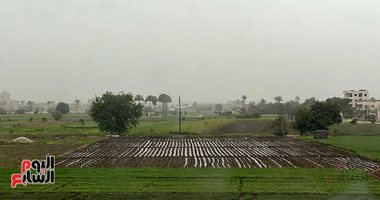 مركز المناخ: روشتة عاجلة لحماية المحاصيل من تقلبات الطقس وتوصيات للمزارعين