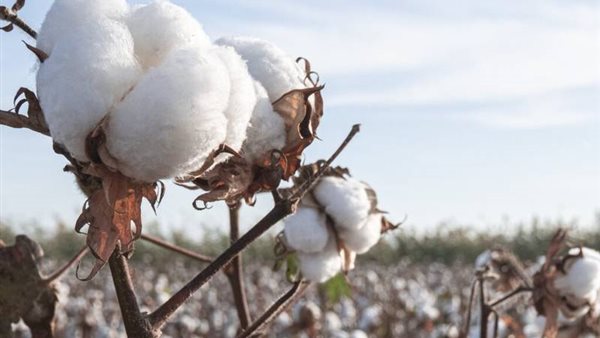 صادرات القطن المصري تتجاوز 134 مليون دولار منذ بداية الموسم
