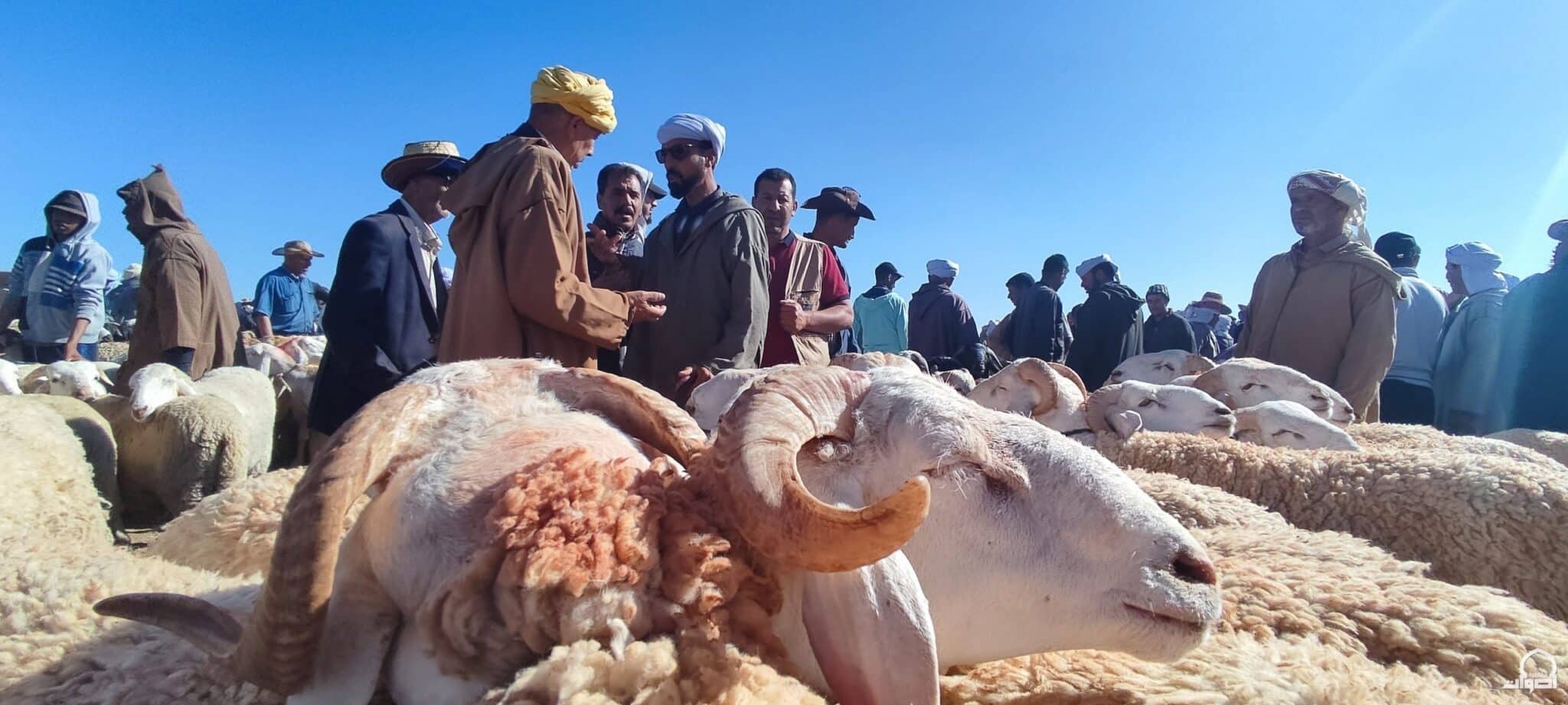 منصة أشكي تضيف خانة “مواشي العيد” لمعالجة انشغالات المستهلكين