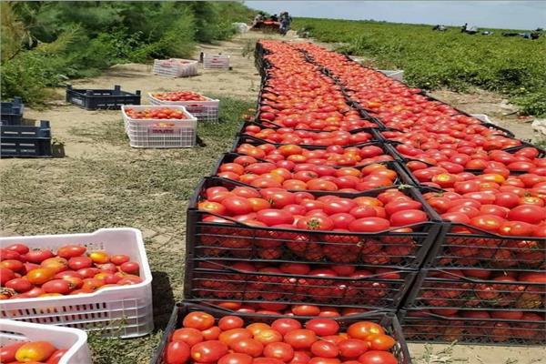 أسعار الخضراوات اليوم 14 يونيو.. «الطماطم» تبدأ من 6 جنيهات للكيلو