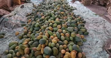 من القمح للمانجو.. روشتة مركز المناخ لإنقاذ المحاصيل من غبار العواصف