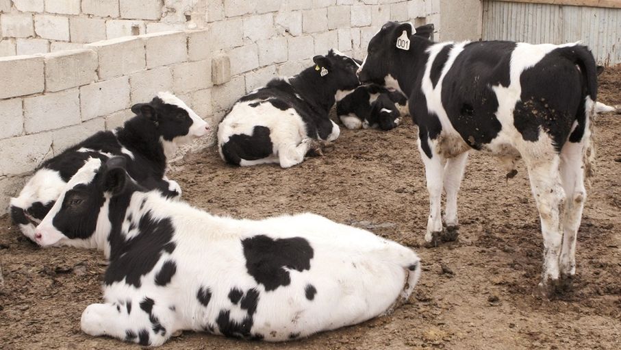 مربو الأبقار يطالبون بتوفير الأعلاف.. و''الصناعة'' تدرس تزويدهم بالشعير بديلا للذرة