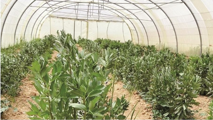 الكرك.. هل تقود مشاريع التنمية الريفية في القطرانة إلى استدامة اقتصادية؟