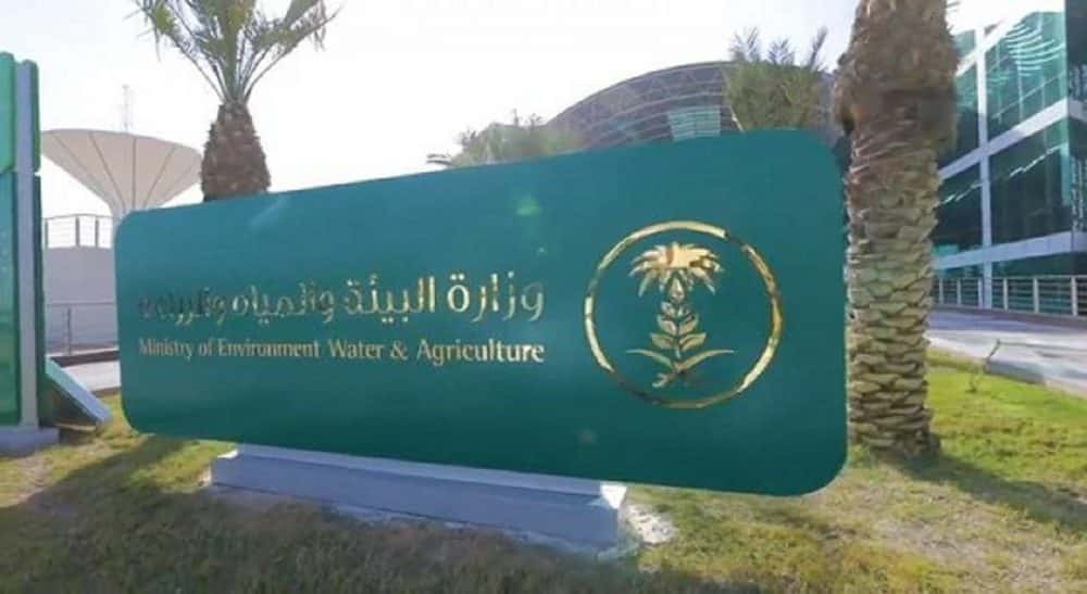 أكثر من 53 ألف أضحية خلال أيام عيد الأضحى بالمدينة المنورة