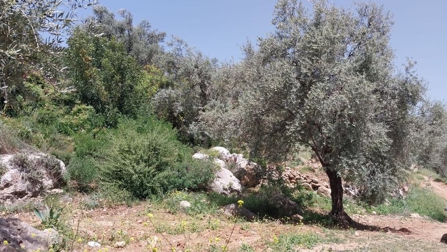 عجلون.. مزارعون يسابقون الزمن لإنقاذ مزروعاتهم من الجفاف