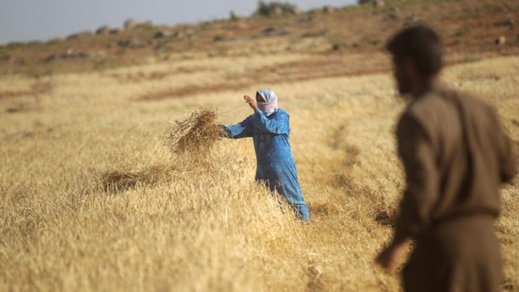 تقرير يحذر من أزمة غذائية في سوريا