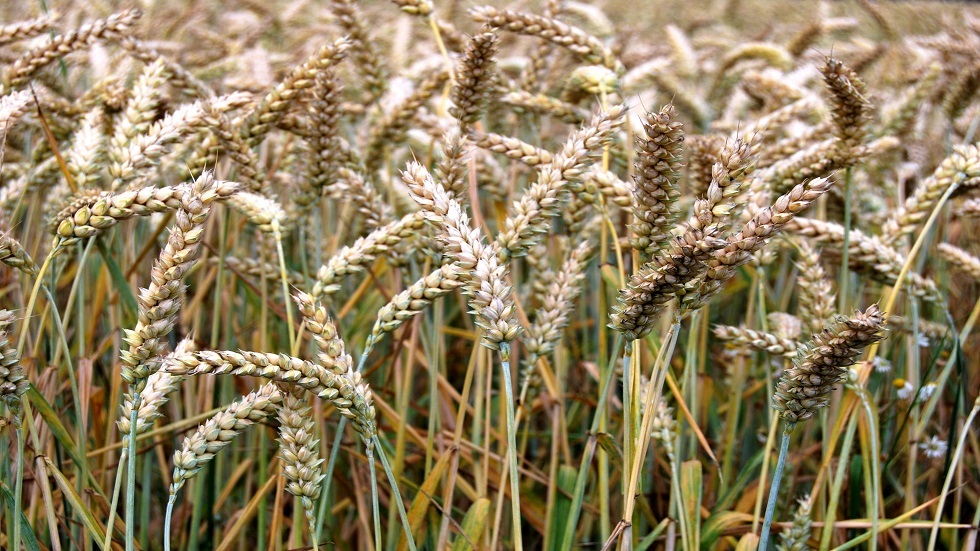 فك لغز تاريخي حول اصل القمح الذي يغذي العالم