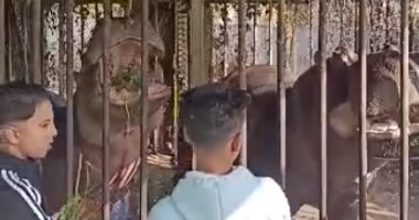 شاهد الأسد عبده وفرس النهر جمال يستقبلان الزوار أول أيام العيد بحديقة بنى سويف