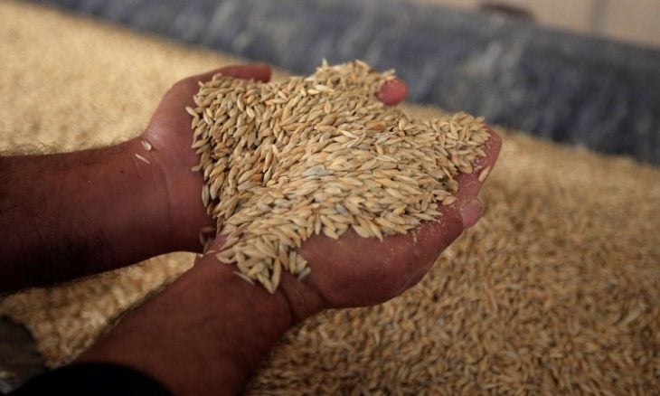 متعاملون: الأردن اشترى 120 ألف طن من القمح في مناقصة