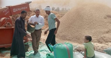 رحلة الذهب الأصفر من الزراعة إلى الشون والصوامع بالمنيا.. انطلاق موسم الحصاد وسط فرحة المزارعين.. وكيل وزارة الزراعة: زيادة المساحة المزروعة هذا العام من القمح.. تخصيص 42 موقعًا تخزينيًا لاستقبال المح