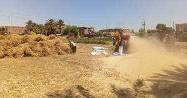 موسم الخير.. حصاد القمح فى أسوان
