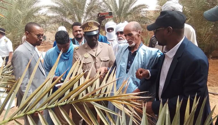 تجكجة: إطلاق حملة لمكافحة آفات النخيل