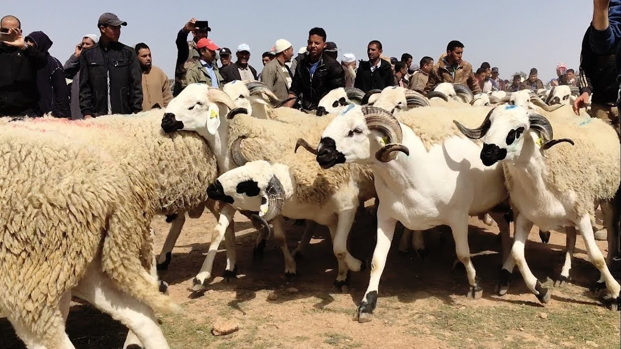 السلطات تحبط تهريب 800 رأس من أغنام “الصردي” نحو الجزائر