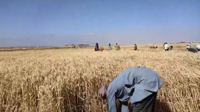 صوامع "قصر الباسل" في المقدمة.. خريطة توريد 93 ألف طن قمح بالفيوم