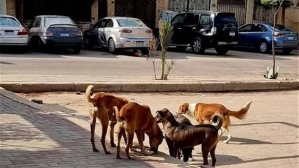 بعد إصابة 6 أشخاص، محافظ سوهاج يطلق حملة شاملة لمواجهة الكلاب الضالة