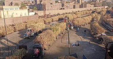 موسم الخير.. الأقصر تقود قاطرة إنتاج السكر بمعدلات توريد غير مسبوقة فى مصانع أرمنت.. قطارات «الديكوفيل» لا تتوقف عن نقل محصول القصب.. والمزارعون والعمال يرفعون شعار «مصر أولاً» لتحقيق الاكتفاء الذاتى.