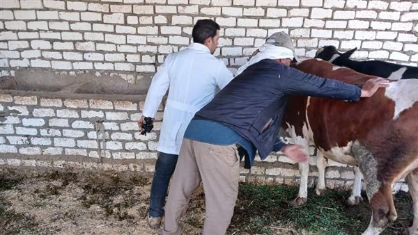 بيطري المنيا: ضبط 719 كيلو لحوم غير صالحة ومذبوحة خارج المجازر