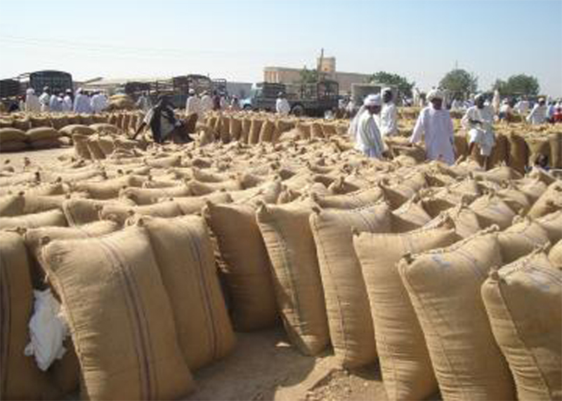 إرتفاع في وارد المحاصيل الزراعية بالقضارف