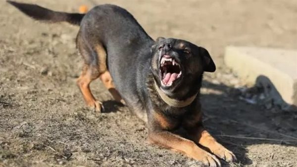 إصابة 3 أشخاص "عقرهم كلب" بشارع صالح في ميت غمر