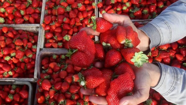 صادرات الفراولة تتجاوز 800 ألف طن وتضع مصر ضمن أكبر 5 دول عالميًا