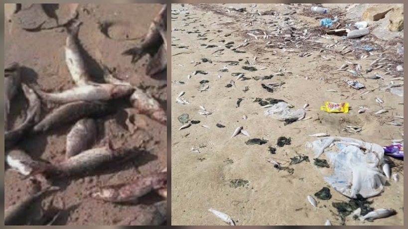 نفوق كميات كبيرة من أسماك السردين بشاطى سليمان