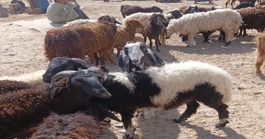 جولة بأسواق الأضاحي فى أسوان