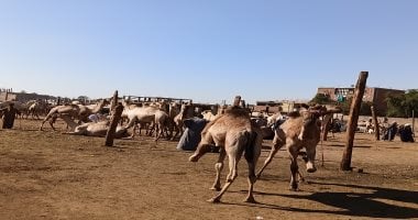سوق الجمال بأسوان.. ازدهار البيع والشراء ورؤس للحم وللتسمين وللألبان