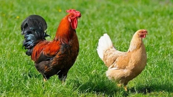 ارتفاع سعر الفراخ اليوم الأربعاء 3 يونيه 2026