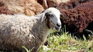 أحكام الأضحية في الإسلام.. عيوبها وشروطها وآداب نحرها وحكم إعطاء غير المسلمين منها