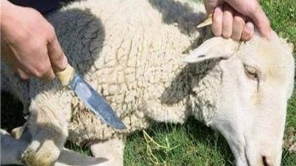 دار الإفتاء توضح مدى إباحة الذبح وكيفيته في الإسلام