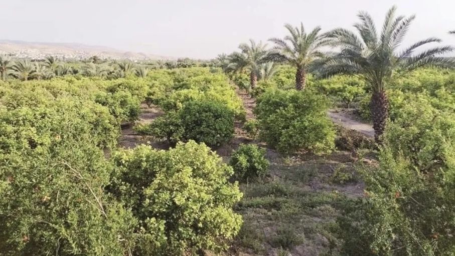 استياء زراعي من منع بيع المحروقات بالجالونات