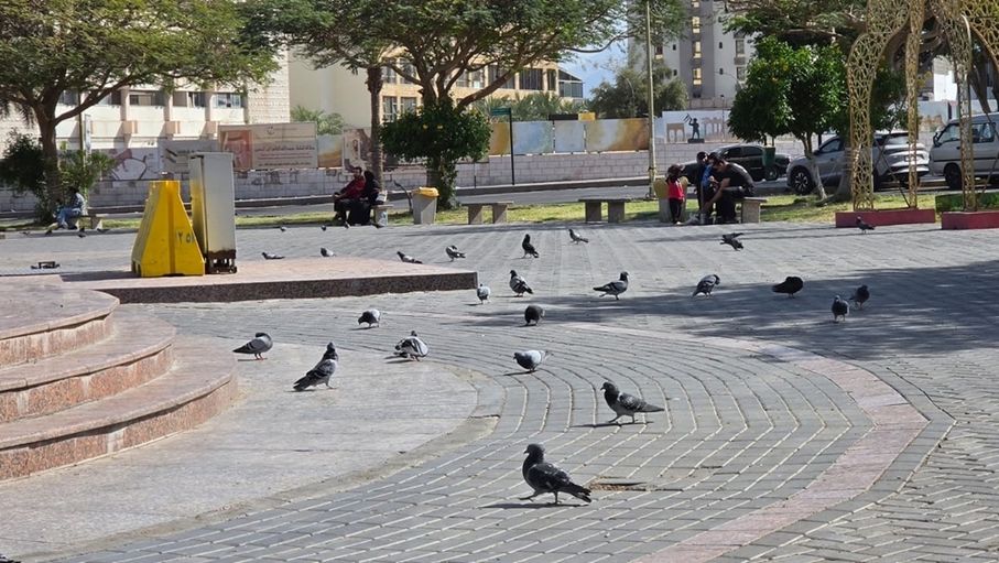أسراب السلام.. حمام دوار الشريف الحسين يُحلق بلوحة حب تبهج قلوب الزوار