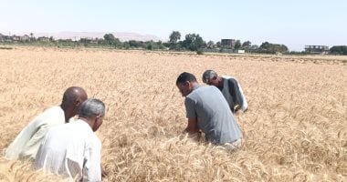 موسم القمح يتصدر المشهد الزراعى فى محافظة الأقصر بعد 20 يوما على بداية التوريد.. بدء أعمال التوريد والغرس الربيعى لـ975 فدانا بمحصول قصب السكر.. ووزارة الزراعة تدعم المزارعين بحقول إرشادية وندوات متنو