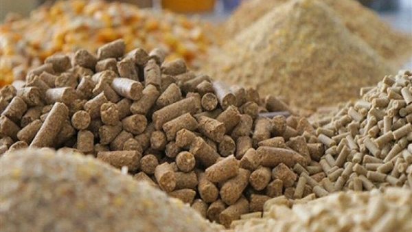 ارتفاع الذرة والصويا، أسعار الأعلاف والحبوب اليوم الجمعة في الأسواق