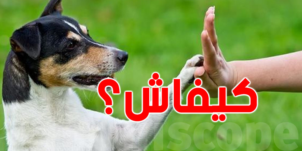 تحبّ تشري كلب حراسة؟ إليك أفضل الأنواع