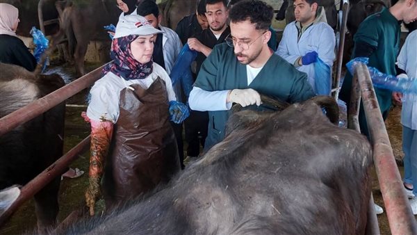 "طب بيطري" القناة تطلق دورة عن التطبيقات الإكلينيكية للموجات فوق الصوتية