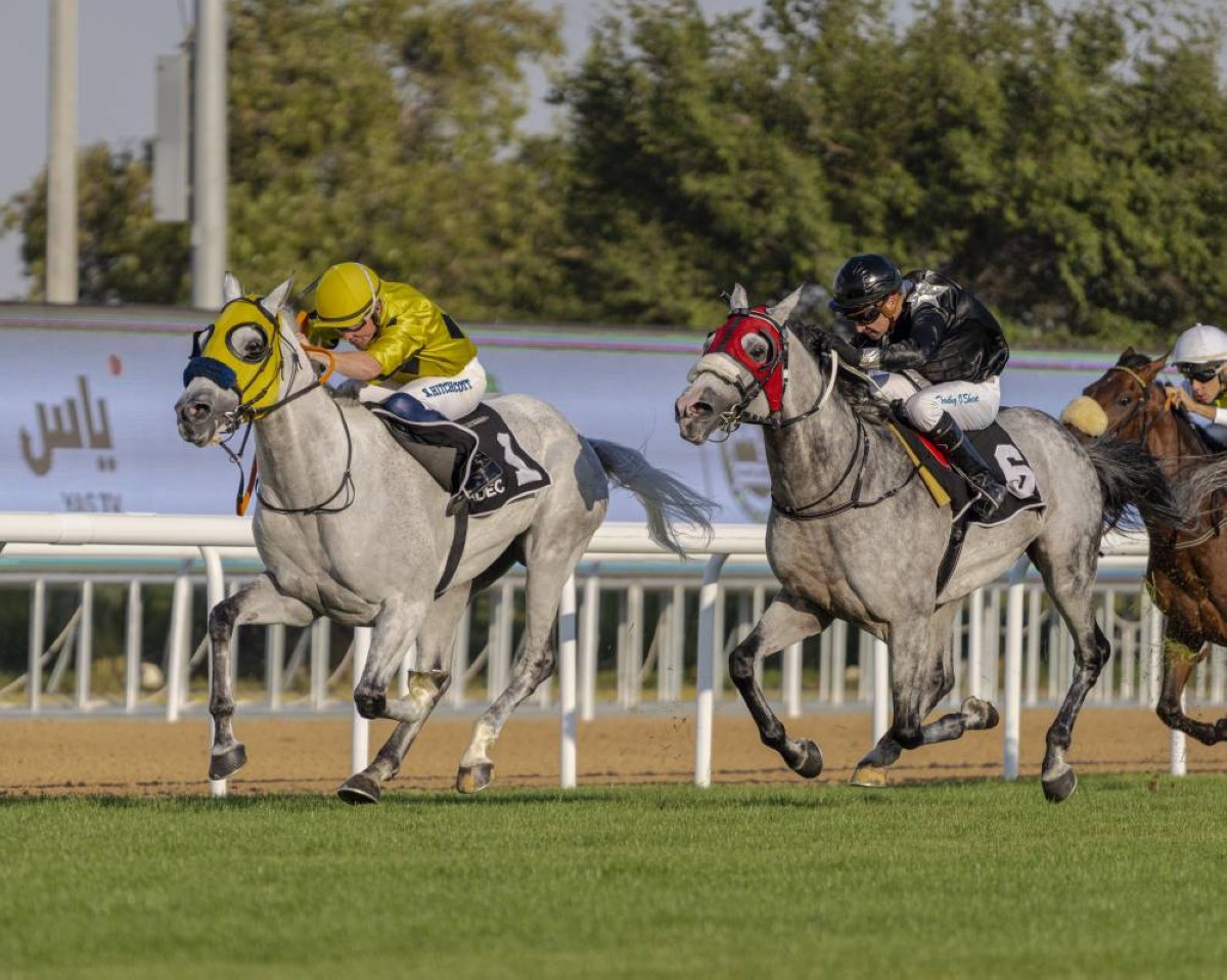 101 خيل في الحفل الثاني عشر بمضمار أبوظبي