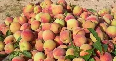 الخوخ البلدى فى الشيخ زويد.. موسم خير ينتظره المزارعون مع بداية الصيف (صور)