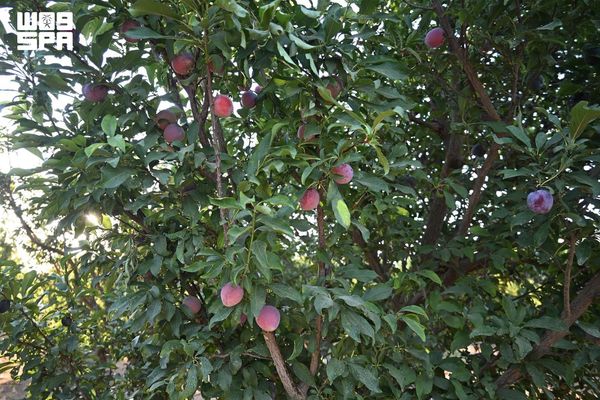 أكثر من مليون شجرة لوزيات بتبوك تفتح موسمًا زراعيًا غنيًا بالفواكه