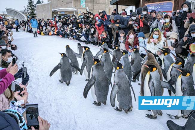 هدد بأن «لا يبقي لها أثرًا».. ياباني يحرق جثة زوجته في حديقة الحيوان