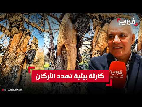 ناقوس الخطر يدق في غابات سوس.. هل يواجه شجر الأركان خطر "الفناء"؟
