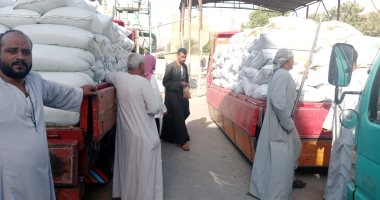 لجان القمح تستقبل أطنان التوريد من المزارع في الشون والصوامع بالأقصر