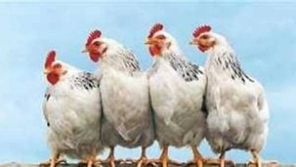 أسعار الدواجن والبيض اليوم الثلاثاء 17 فبراير.. استقرار نسبي في الأسواق قبل رمضان