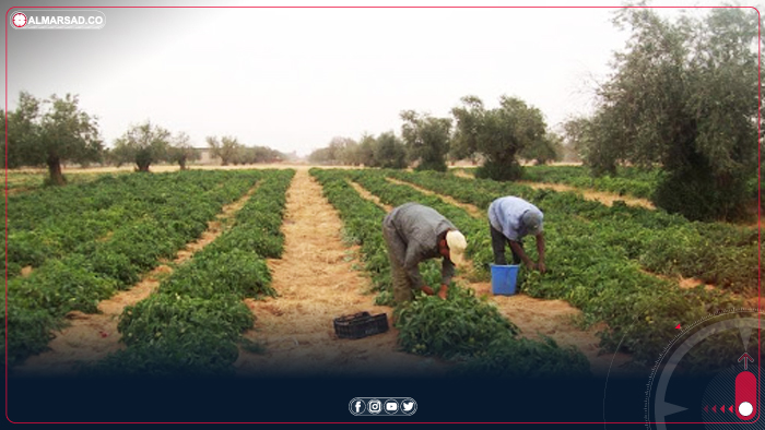 دعوة لمنع عمل المزارع من دون رقابة هندسية على رش المبيدات