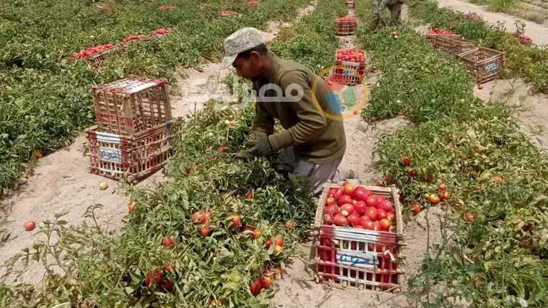 الآفات الزراعية الصيفية تهدد محاصيل الخضر والفاكهة