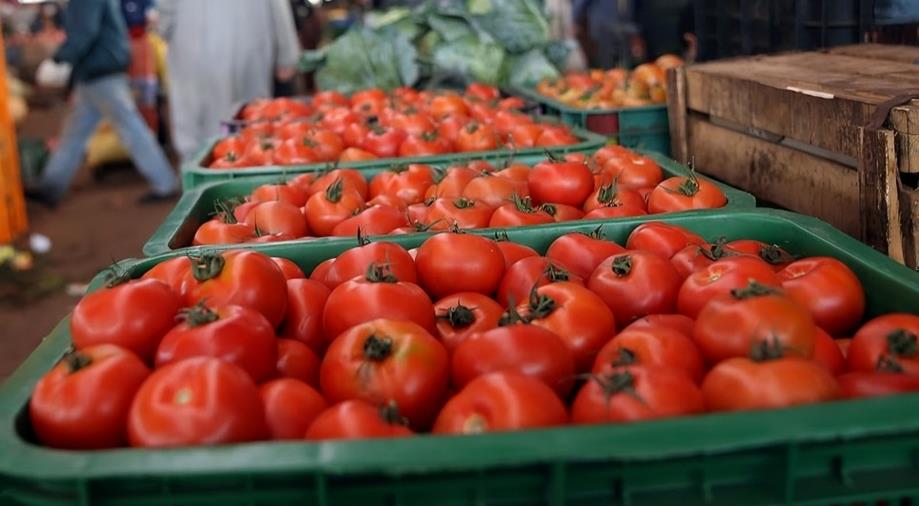 خبراء يكشفون الأسباب الحقيقية وراء لهيب أسعار الطماطم في المغرب