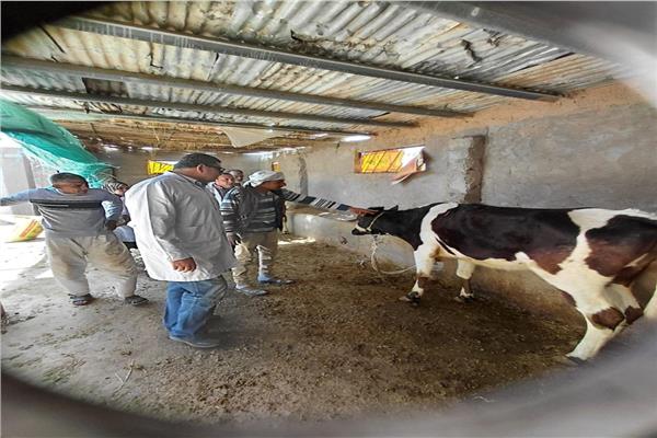 إنطلاق قافلة بيطرية بجنوب سيناء لدعم صحة الثروة الحيوانية